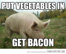 funny-pig-vegetables-bacon